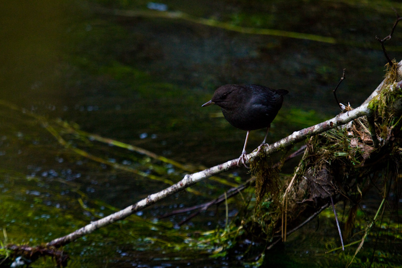 American Dipper